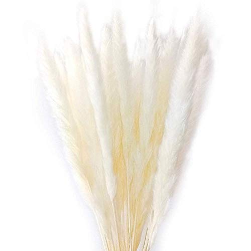 60 Pcs Natural Dried Small Pampas Grass, Phragmites Communis, Dog Tail Grass, Dry Bouquet, Wedding Flower Bunch, 23 -24 Tall Home Décor (Off White)