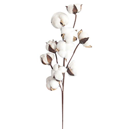 MaxFox Naturally Dried Cotton Flower,Farmhouse Artificial Stems Branch Filler Floral Arrangements in Vase For Decor (White)