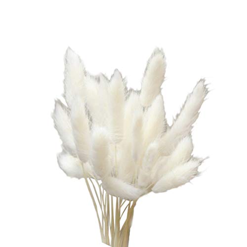 Vosarea 20pcs Natural Dried Flowers Colorful Lagurus Ovatus Real Flower Bouquet for Home Wedding Decoration Rabbit Tail Grass Bunch (White)