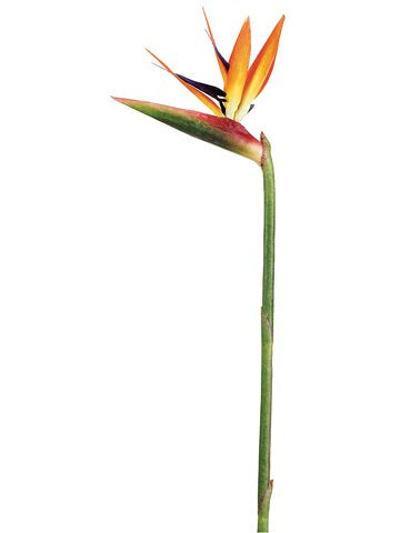 31 Large Bird of Paradise Spray Natural (Pack of 6)