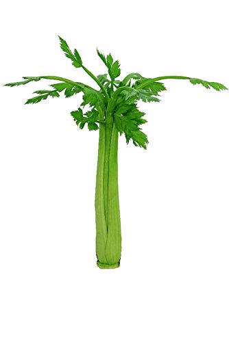 Renaissance 2000 4.72X15.35 Artificial Celery Stick