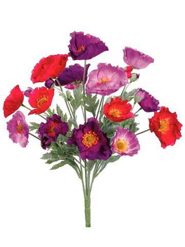 21 Poppy Bush x20 Purple Beauty (Pack of 12)