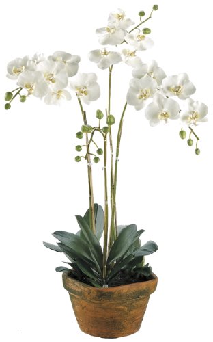 Silk Decor Phalaenopsis Plant, White