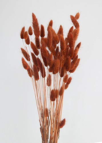 Afloral Dried Bunny Tail Grass in Burnt Orange - 2oz Bunch - 27 Tall