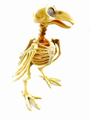 Bird Skeleton Halloween Decor Prop 7