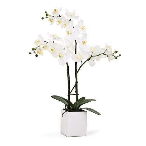 Torre & Tagus 1684-100030 Orchid Potted Triple Stem, 23-Inch, White