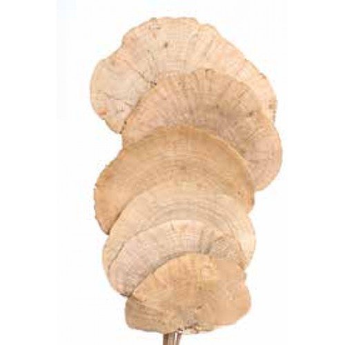 Dried Mushroom on Wire Stem Bunch of 8. Stem Size. 14'' Mushroom Size 5 to 6''