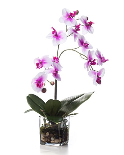 Petals - Faux Phalaenopsis Orchid Accent - Two Toned Pink - Amazingly Lifelike - Vibrant Colors - Hand-Crafted - 14 x 9 Inches