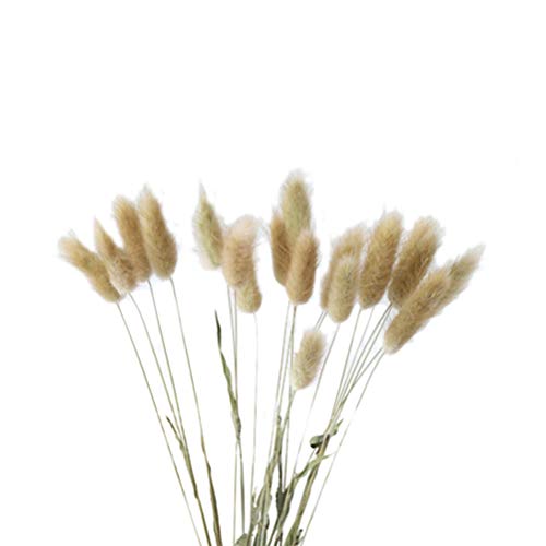 Vosarea 20pcs Natural Dried Flowers Colorful Lagurus Ovatus Real Flower Bouquet for Home Wedding Decoration Rabbit Tail Grass Bunch (Primary Color)