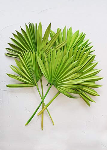 Afloral 5 Preserved Sun Palm Leaves in Light Green - 14 Tall