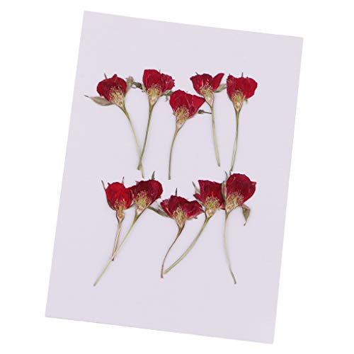 Prettyia 10 Pieces Pressed Real Dried Flower Half Cut Rose for DIY Home Ornament Resin Casting Candle Making Decoration