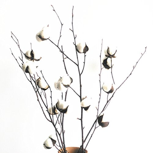 Dongliflower Natural Cotton Ball Bolls with Birch Branch Twig Stalk Spray 23 inch Tall 3 Stems