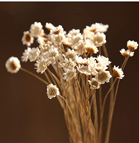 100 pcs Dried Flowers Small Star Flower Decoration Dried Flowers Mini Daisy Chamomile Flowers Bouquet for Home Decoration (White)