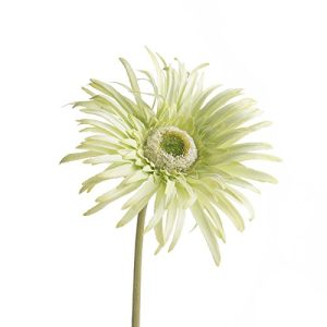 Factory Direct Craft Trio of Artificial Key Lime Green Spider Daisy Floral Embellishing Stems for Crafting, Creating and Embellishing