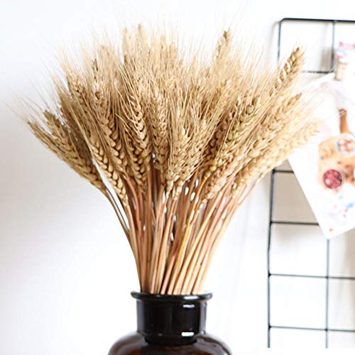 100PCS Dry Grass Bouquet Decoration Wedding Craft Props High Simulation-2 Bunch,Artificial Flower,Stalk,Wheat,Naturally Dried Flowers for Home Party Decorations