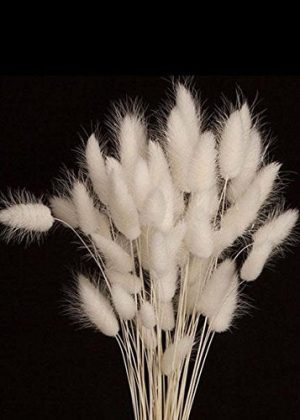 Afloral Dried White Bunny Tail - 2oz Bunch - 27 Tall