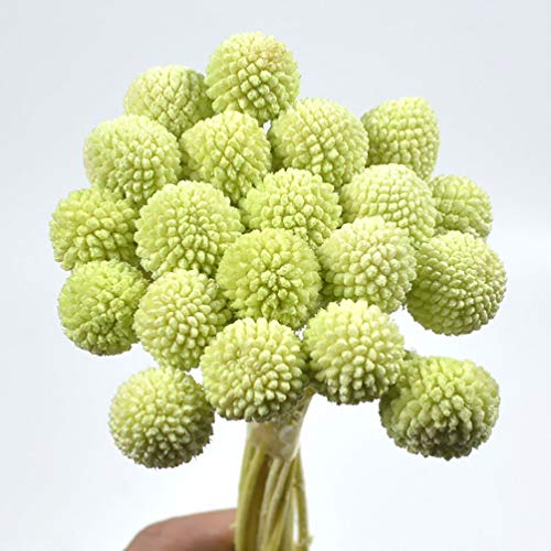 MLSG 20 Stems/Pcs Dried Natural Craspedia Flowers,Billy Button Balls,19.7-21.7'' Tall (Light Green)