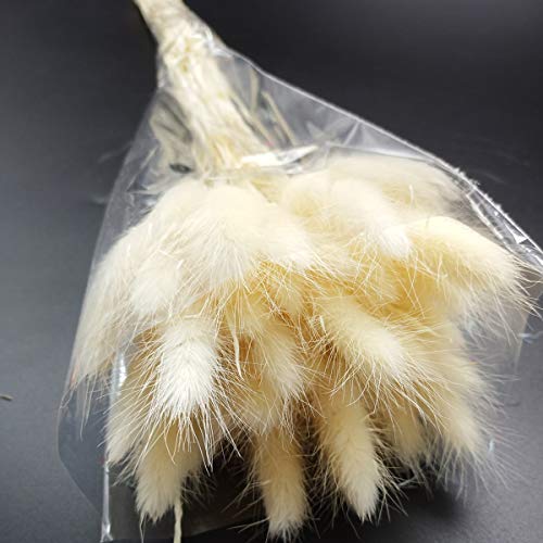 100 Pcs Dried Flowers Natural Setaria Viridis Decorative Foxtail Grass Bouquet, Dry Dog Tail Grass , Preserved Pampas Grass Plants Table Decoration Accessories Party Beach Theme Decoration (Off white)