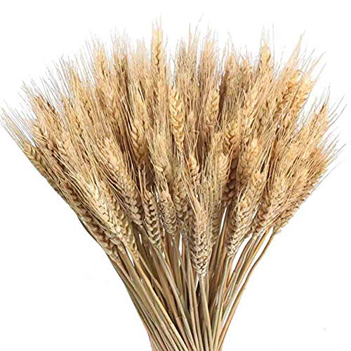 wintefei 100Pcs/Bundle Natural Dried Wheat Sheave Fall Arrangement DIY Home Table Decor Gift - Yellow