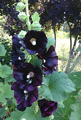 Hollyhock NIGRA 50 Seeds Up to 7 Ft Tall Large Flowers Deep Red Nearly Black