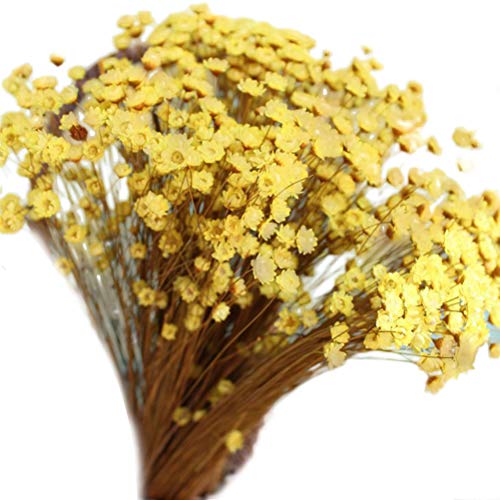 Vosarea 100pcs Lovely Mini Daisy Decorative Dried Flowers Small Star Flower Natural Floral for Photograph Wedding Home Decoration (Yellow)