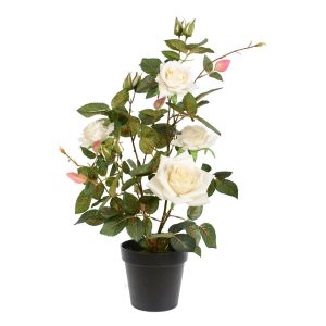 21 White Rose Plant In Pot