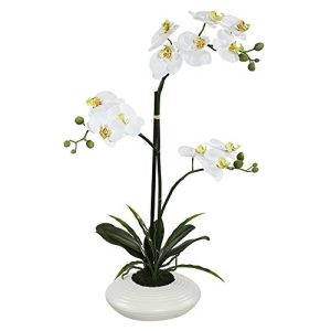 25 Potted White Orchid fls x 2 stem w/White Ceramic Container